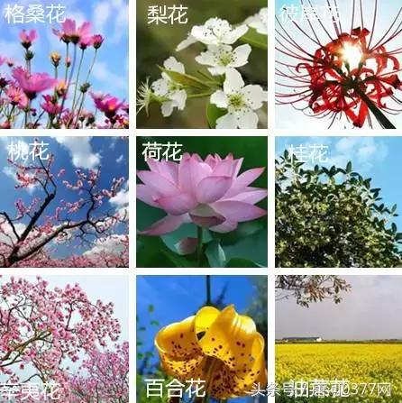 唐河，你就是一个P？