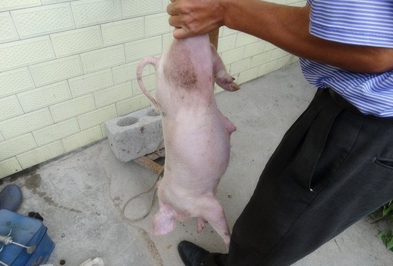 农村给猪羊做绝育手术,大猪场怎么给猪仔做绝育