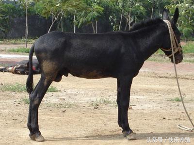 2020养驴的利润与成本驴价格行情,养驴的利润分析