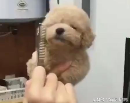 泰迪犬训练主人叫狗狗都不听话,泰迪狗不让梳腿毛怎么办