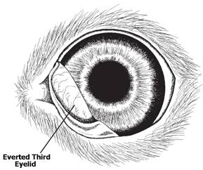 狗狗眼角处出现膜，或者有红色的突起，正常吗？