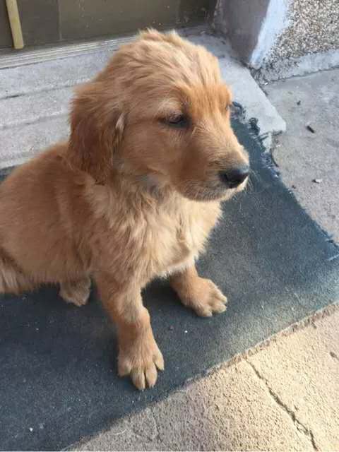 小孩该怎么对待金毛 (两个多月的金毛要怎么教育)