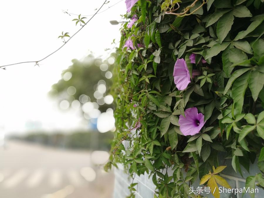 荣耀9体验怎么样,荣耀v9升级鸿蒙系统体验