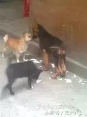 请耐心看完：一只家狗的自述