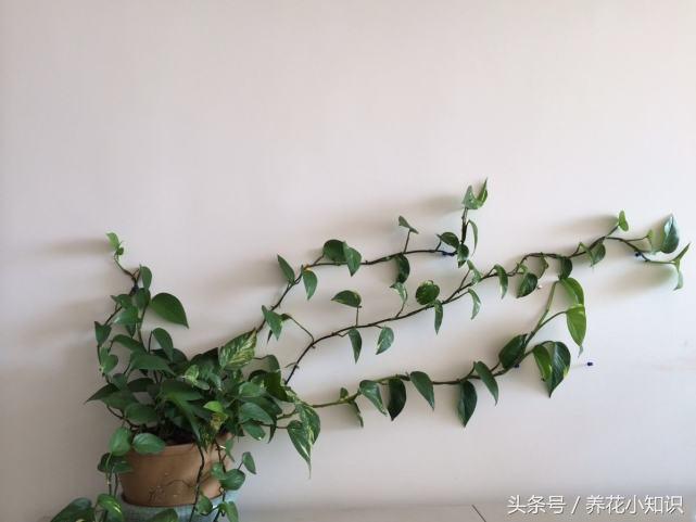 绿萝这样养疯长如瀑布半月长爆盆,绿萝如何养能快速爆盆