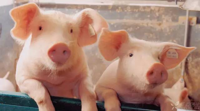 猪脑可以和猪血一起吃吗,大肠和猪血能一起吃吗