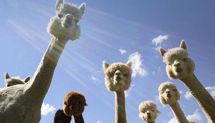 羊驼很逗的视频,羊驼太逗了