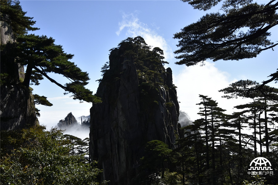 迎客松十大名树,迎客松第一名