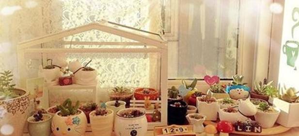 进口块根多肉植物,进口多肉植物哪里进货