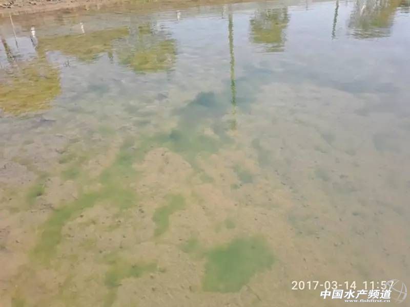 蟹塘低温青苔如何防治,早期蟹塘青苔怎么处理