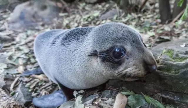 探路者斜挎包小包,探路者登山背包小包