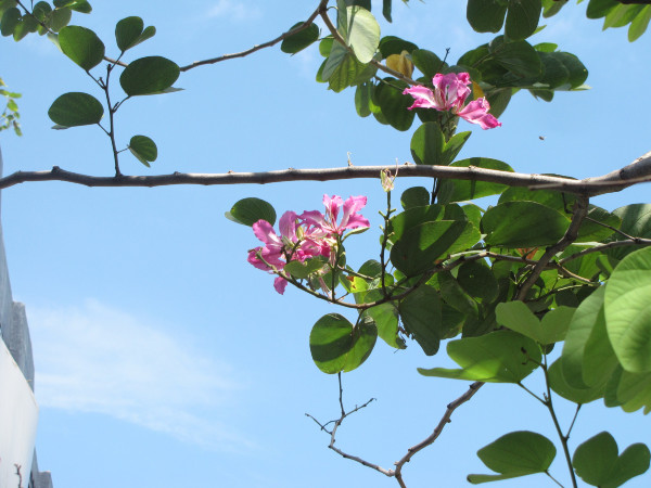 斯里兰卡“人文旅游”攻略综述