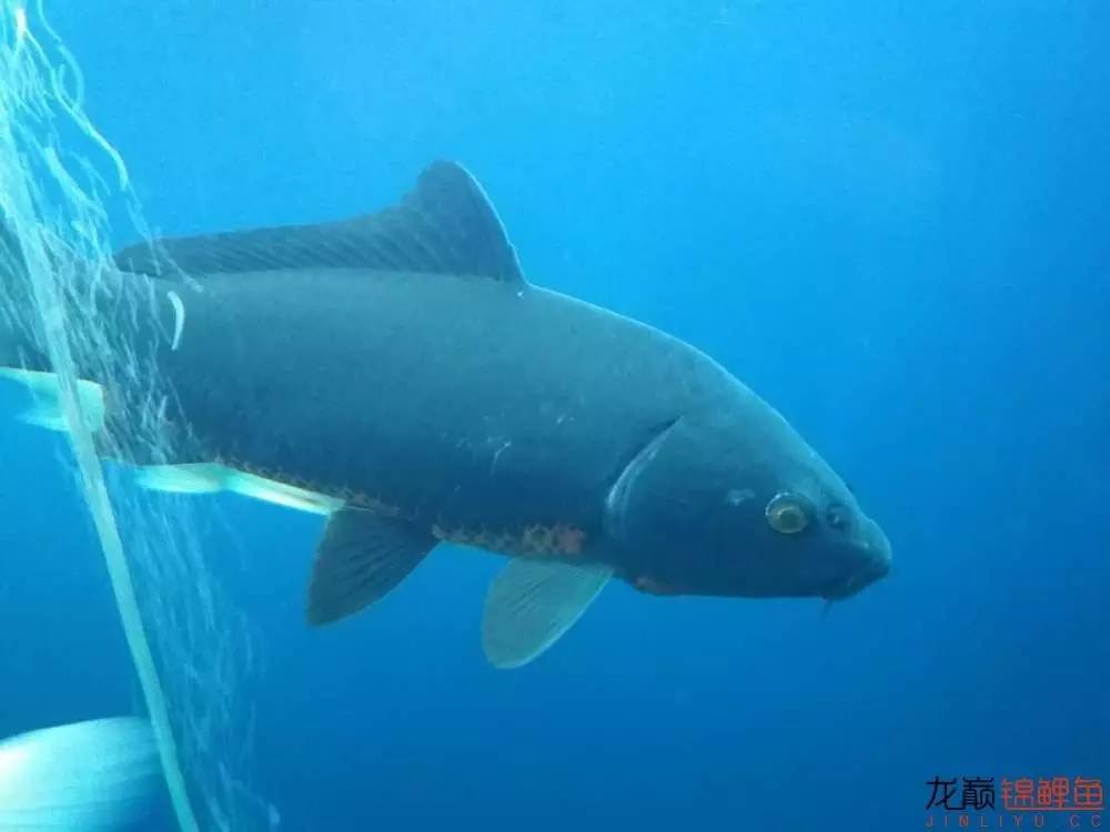 生姜加干辣椒治疗白点几天见效,治白点病用哪种干辣椒