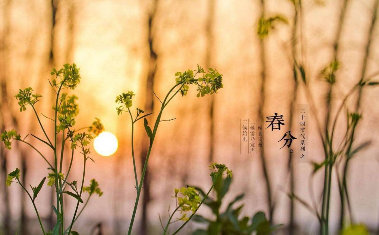 春分到蛋儿俏儿歌完整版跟唱,春分到蛋儿俏竖起鸡蛋多奇妙