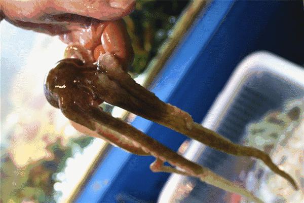 大连海洋馆搬运动物,大连空运的海鲜