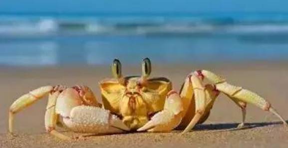 威海赶海攻略,威海冬季赶海攻略