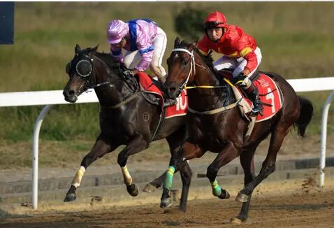 13连胜短途王“蒙骏荣誉”报名种马评选