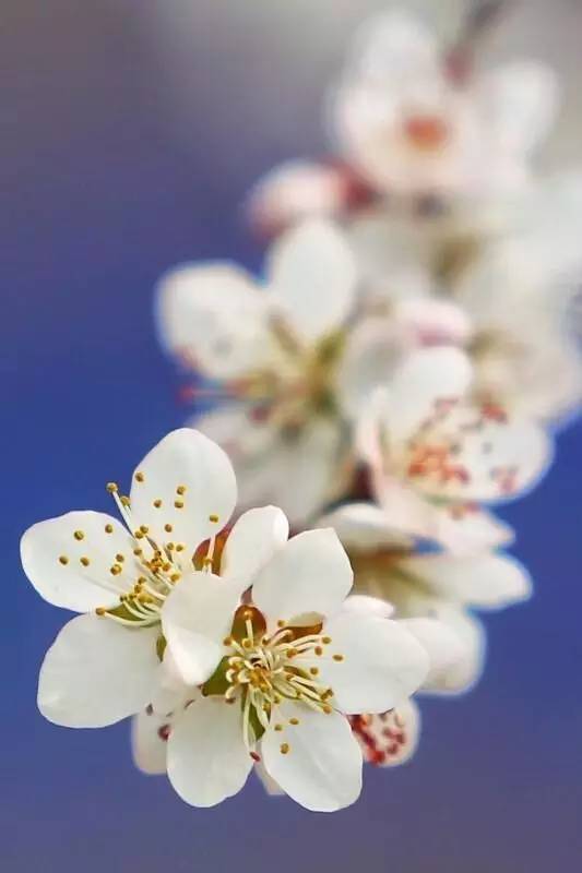 桃花季｜今天的沈阳，桃花开了，春风十里，挑一天走起……