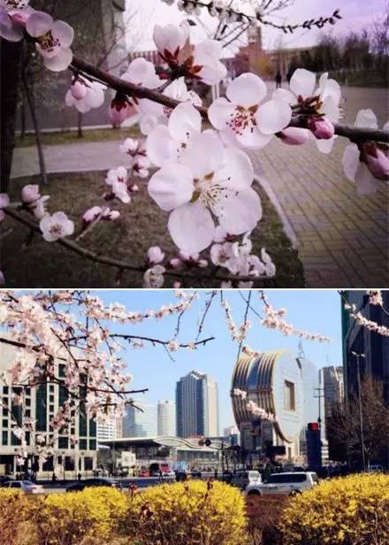 桃花季｜今天的沈阳，桃花开了，春风十里，挑一天走起……