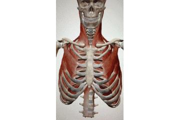 孩子圆肩驼背矫正最有效方法,胸背练多了驼背怎么改善