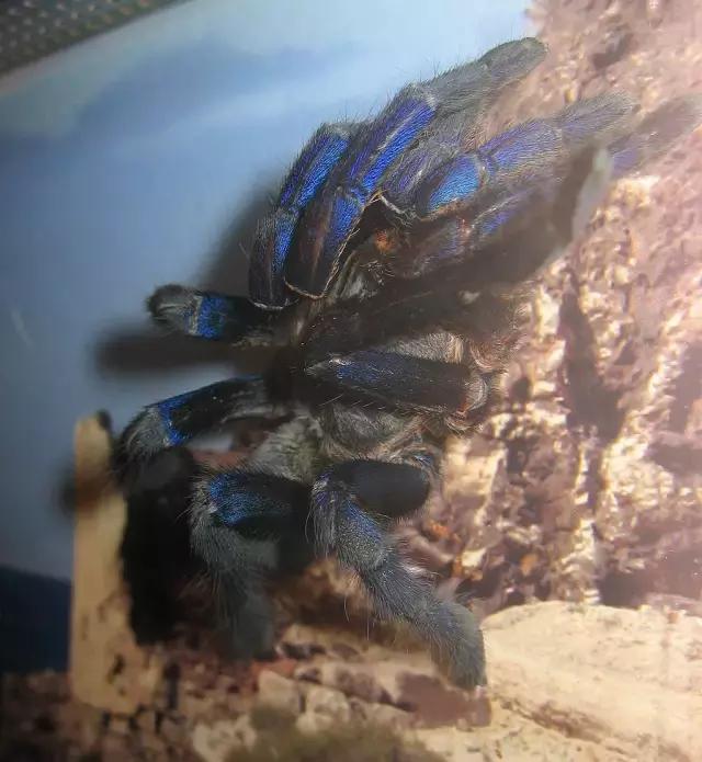 泰国金属蓝形态特点,泰国金属蓝蜘蛛