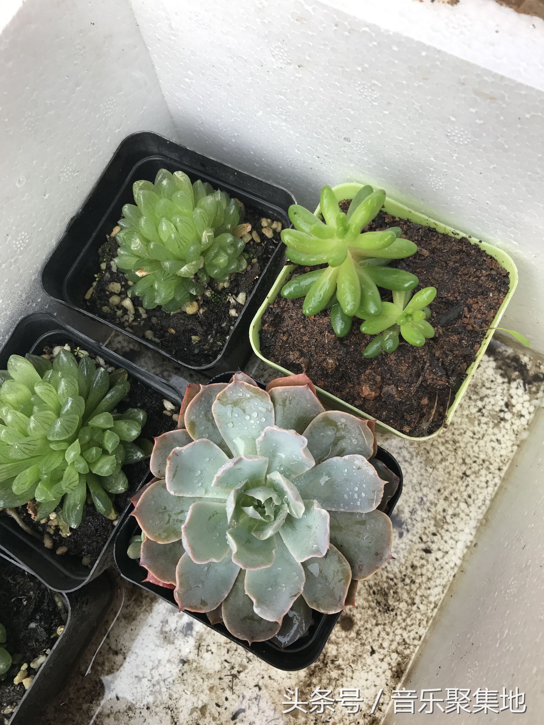 雪地松鼠哪种最漂亮,什么是最好的雪地松鼠