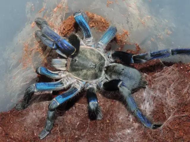 泰国金属蓝形态特点,泰国金属蓝蜘蛛