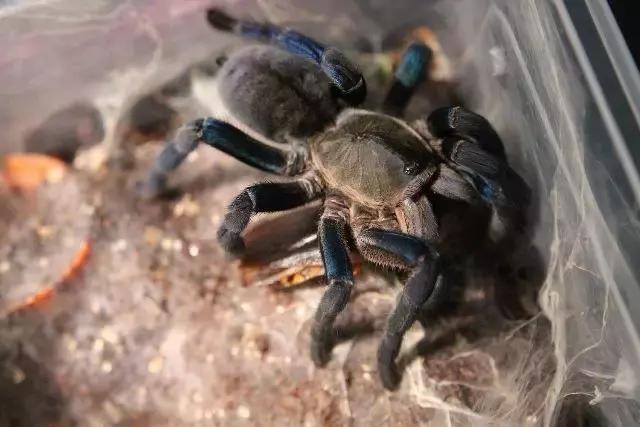 泰国金属蓝形态特点,泰国金属蓝蜘蛛