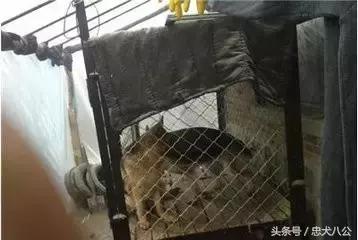 请耐心看完：一只家狗的自述