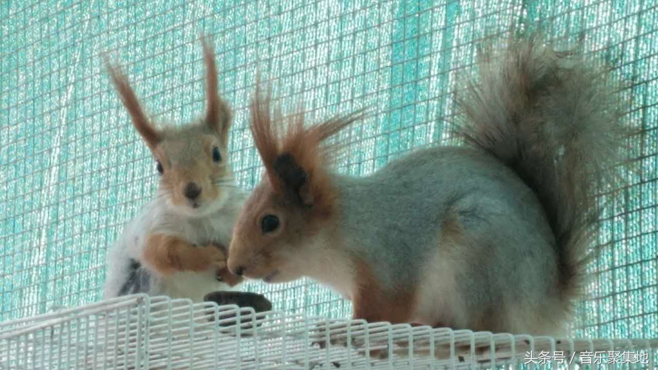 雪地松鼠哪种最漂亮,什么是最好的雪地松鼠