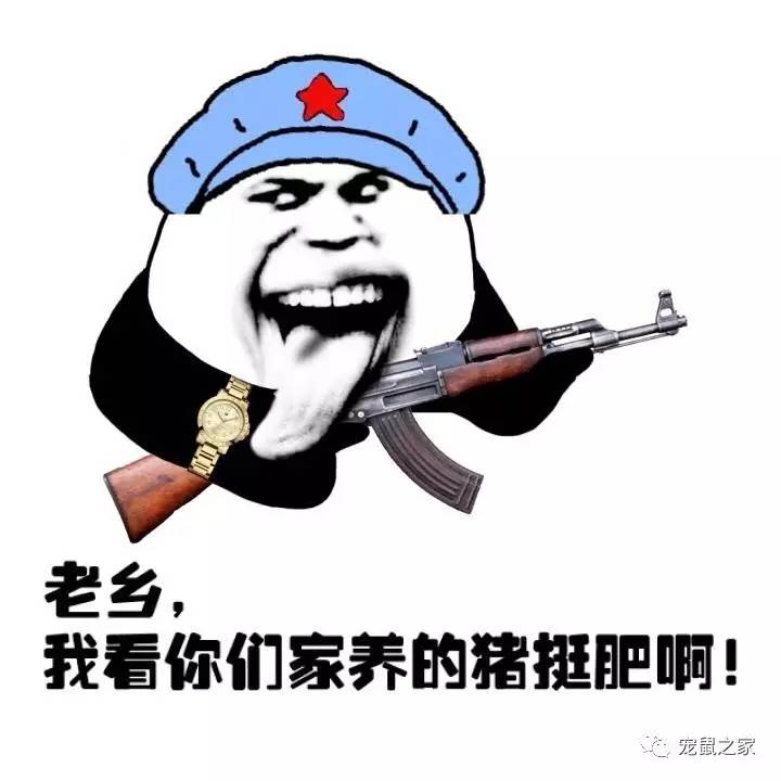 荷兰猪出门需要准备什么,荷兰猪可以独自待一个月