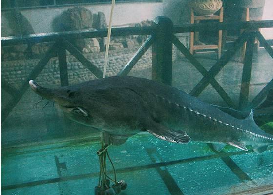 吃鲟鱼、泡温泉、赏美景、玩陶艺···完美周末就这么简单！