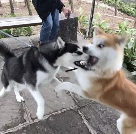 哈士奇表情包和柴犬表情包,秋田哈士奇表情包