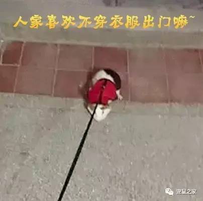 荷兰猪出门需要准备什么,荷兰猪可以独自待一个月