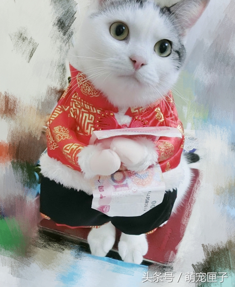 猫咪日常干架视频,猫咪日常萌炸时刻