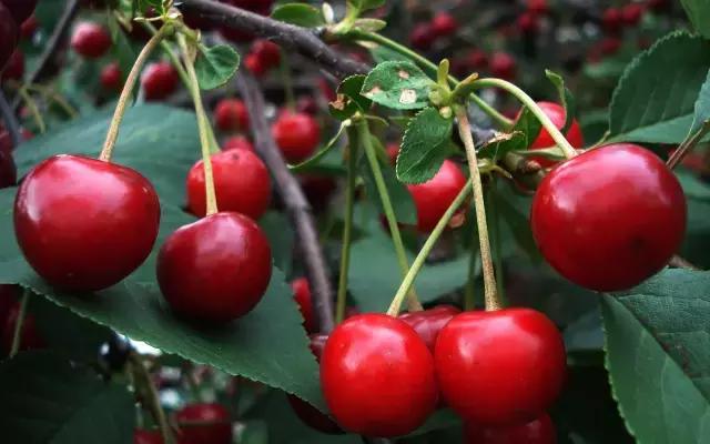 古代人谁爱吃樱桃,唐朝能吃到樱桃吗