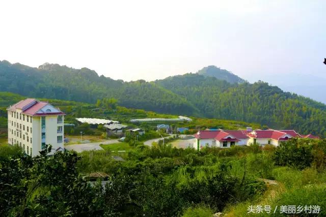 美丽乡村森林图片,洋畲村乡村旅游景点