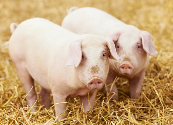 养猪小技巧：生鸡蛋治猪病，疗效好！