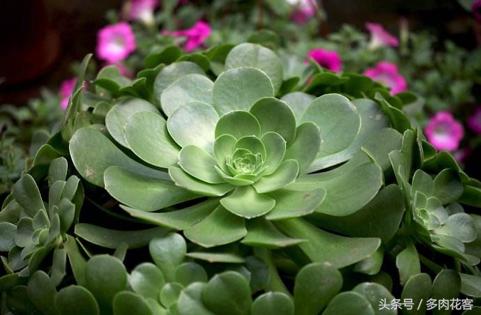 适合新手小白的多肉植物,玉龙观音多肉怎么才能多头