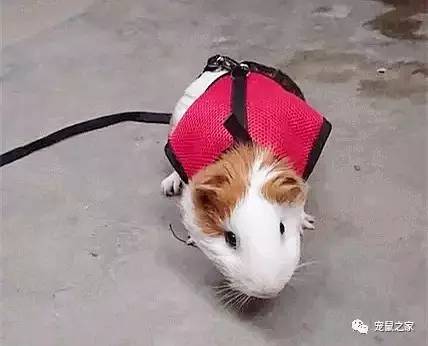 荷兰猪出门需要准备什么,荷兰猪可以独自待一个月