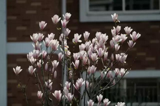 致镇江第一中学：我凭什么忘不了你