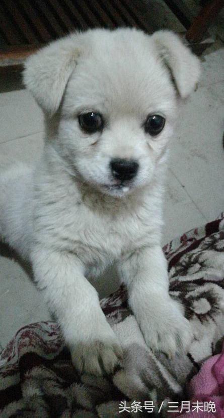 生活中二十种常见狗狗的价格，哪个最名不符实