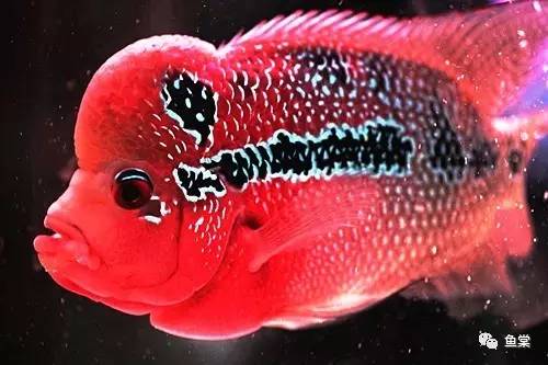 罗汉鱼不吃鱼食是什么病,罗汉鱼生病不吃食是怎么回事