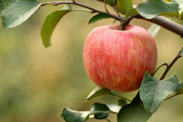 哪些水果可以起到保护眼睛的作用,吃什么水果对眼睛好可以恢复视力