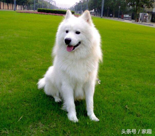 如何鉴别萨摩纯不纯,鉴定萨摩纯不纯