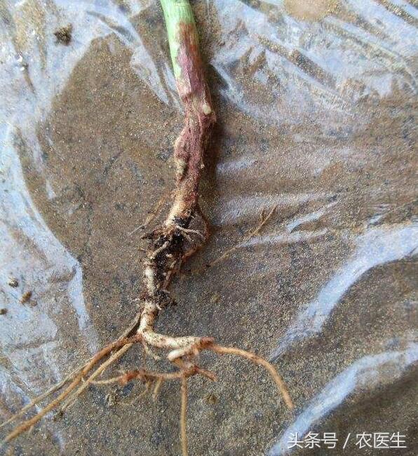 蒜病毒病怎么治,大蒜疫病和叶枯病怎样防治