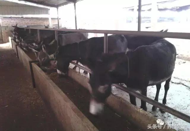 德州驴适合什么地方养殖,德州驴养殖业发展状况如何