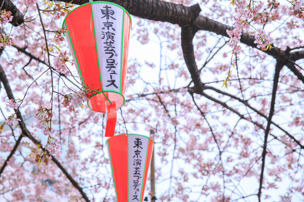 樱花烂漫几多时完整版,日本樱花节赏樱攻略视频大全