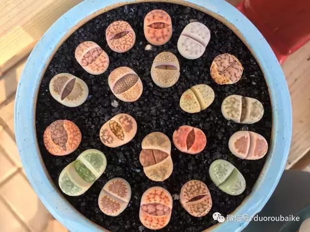 多肉为什么比较坑,多肉基础知识详解