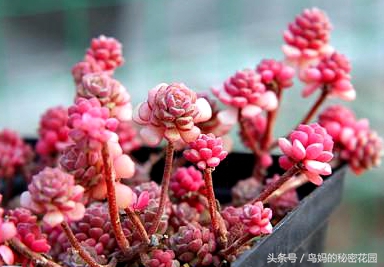 多肉植物怎么徒长了,徒长的多肉怎样处理